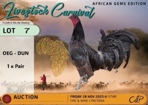 2 X CHICKENS 1 X ROOSTER & 1 X HEN Hoopfontein Stoet (Per animal to take the lot)