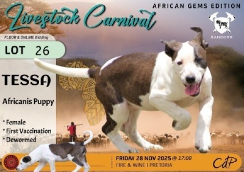 1 X AFRICANIS DOG FEMALE Xandorr