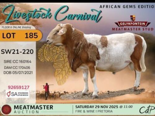 1 X MEATMASTER RAM Gelykfontein Stud