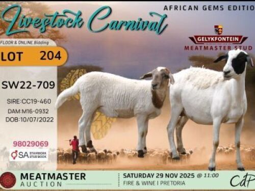 WITHDRAWN - 1 X MEATMASTER EWE Gelykfontein Stud