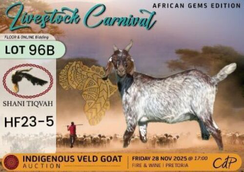 1 X CAPE SPECKLED DOE Shani Tiqvah