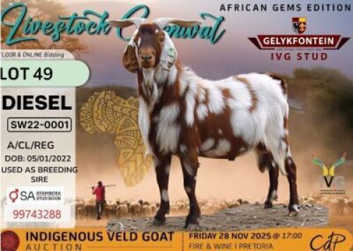 1 X CAPE LOB EAR BUCK Gelykfontein Stud