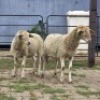 2 X DORPER CROSS EWE DE JAGER (Per animal to take the lot)