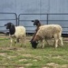 2 X DORPER CROSS EWE DE JAGER (Per animal to take the lot)