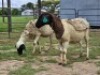 2 X DORPER CROSS EWE DE JAGER (Per animal to take the lot)
