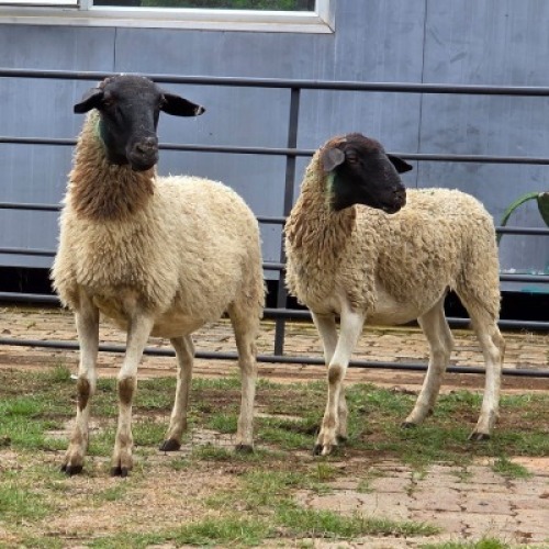 2 X DORPER CROSS EWE DE JAGER (Per animal to take the lot)