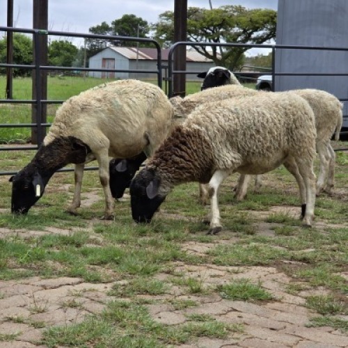 2 X DORPER CROSS EWE DE JAGER (Per animal to take the lot)