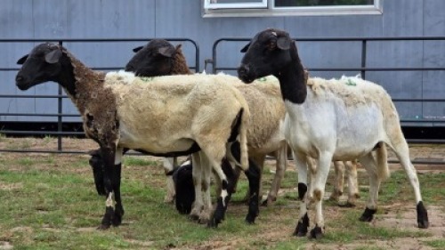 2 X DORPER CROSS EWE DE JAGER (Per animal to take the lot)