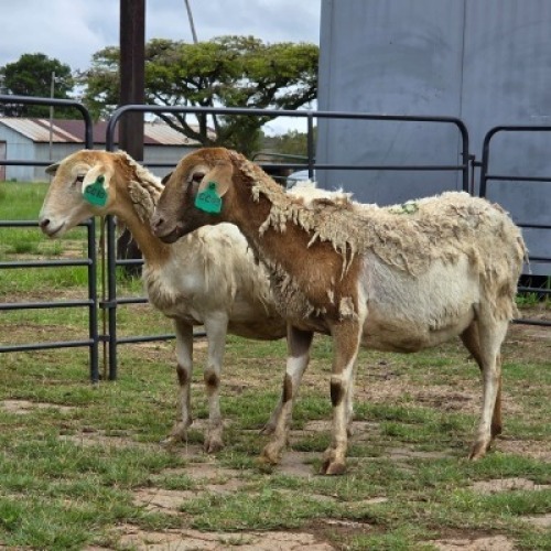 2 X DORPER CROSS EWE DE JAGER (Per animal to take the lot)