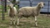 2 X DORPER CROSS RAM DE JAGER (Per animal to take the lot)