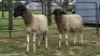 2 X DORPER CROSS RAM DE JAGER (Per animal to take the lot)