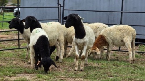 2 X DORPER CROSS RAM DE JAGER (Per animal to take the lot)