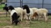 2 X DORPER CROSS RAM DE JAGER (Per animal to take the lot)