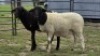 2 X DORPER CROSS RAM DE JAGER (Per animal to take the lot)