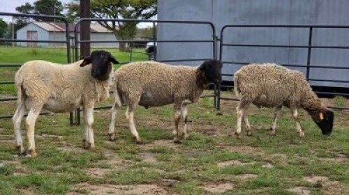2 X DORPER CROSS RAM DE JAGER (Per animal to take the lot)