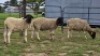 2 X DORPER CROSS RAM DE JAGER (Per animal to take the lot)
