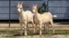 2 X SAANEN BUCK STEVEN (Per animal to take the lot)