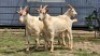 2 X SAANEN BUCK STEVEN (Per animal to take the lot)