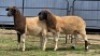 2 X DORPERS EWE STEVEN (Per animal to take the lot)