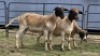 2 X DORPERS EWE STEVEN (Per animal to take the lot)