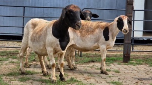 2 X DORPERS EWE STEVEN (Per animal to take the lot)