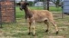 2 X DORPERS EWE STEVEN (Per animal to take the lot)