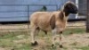 2 X DORPERS RAM STEVEN (Per animal to take the lot)