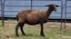 2 X DORPERS EWE STEVEN (Per animal to take the lot)