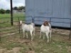 2 X BOER GOAT DOE CDP SAFARIS (Per animal to take the lot)