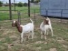 2 X BOER GOAT DOE CDP SAFARIS (Per animal to take the lot)