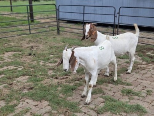 2 X BOER GOAT DOE CDP SAFARIS (Per animal to take the lot)