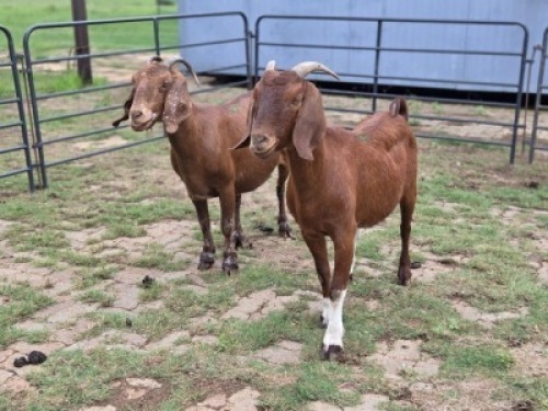 2 X KALAHARI RED DOE CDP SAFARIS (Per animal to take the lot)