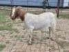 2 X BOER GOAT DOE CDP SAFARIS (Per animal to take the lot)