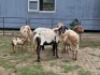 2+2 X MEATMASTER EWE CDP SAFARIS (Per animal to take the lot)