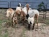 2+2 X MEATMASTER EWE CDP SAFARIS (Per animal to take the lot) - 2
