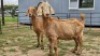 2 X KALAHARI RED DOE HSM KOTZE (Per animal to take the lot)