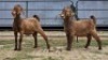 2 X KALAHARI RED BUCK HSM KOTZE (Per animal to take the lot)