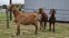 2 X KALAHARI RED DOE HSM KOTZE (Per animal to take the lot)
