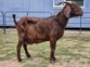 2 X KALAHARI RED DOE HSM KOTZE (Per animal to take the lot)