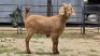 2 X MILK GOAT GROSS DOE CW DREYER (Per animal to take the lot)