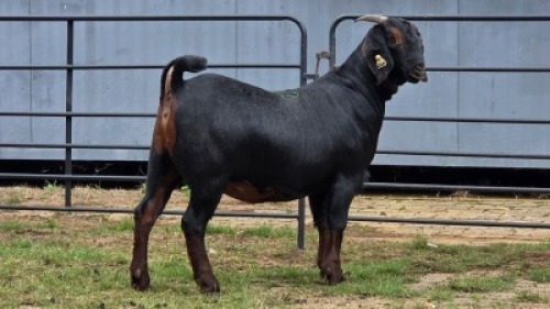 2 X BLACKBERRY CROSS DOE R.TEN DAM (Per animal to take the lot)