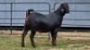 2 X BLACKBERRY CROSS DOE R.TEN DAM (Per animal to take the lot)