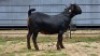 2 X BLACKBERRY CROSS DOE R.TEN DAM (Per animal to take the lot) - 2