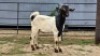 2 X MILK GOAT GROSS BUCK CW DREYER (Per animal to take the lot)