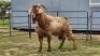 2 X MILK GOAT GROSS BUCK CW DREYER (Per animal to take the lot)