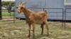 2 X MILK GOAT GROSS DOE CW DREYER (Per animal to take the lot)