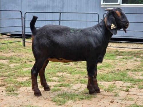 2 X BLACKBERRY CROSS DOE R.TEN DAM (Per animal to take the lot)