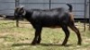 2 X BLACKBERRY CROSS DOE R.TEN DAM (Per animal to take the lot) - 2