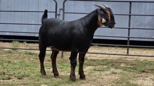 2 X BLACKBERRY CROSS DOE R.TEN DAM (Per animal to take the lot)