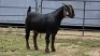 2 X BLACKBERRY CROSS DOE R.TEN DAM (Per animal to take the lot)